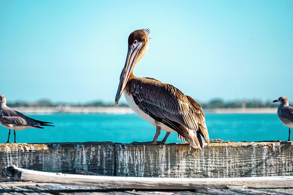 egmont-key-pelican