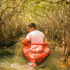 kayak-mangroves