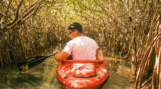 kayak-mangroves