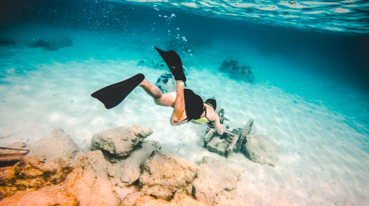 2-Hour Private Miami Snorkeling and Dolphin Watching Tour