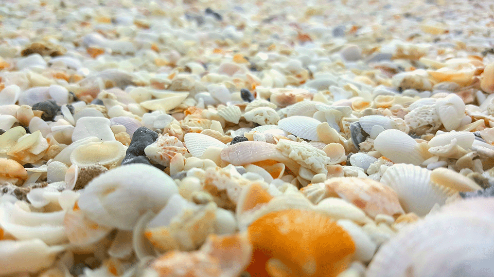 seashells-longboat-key